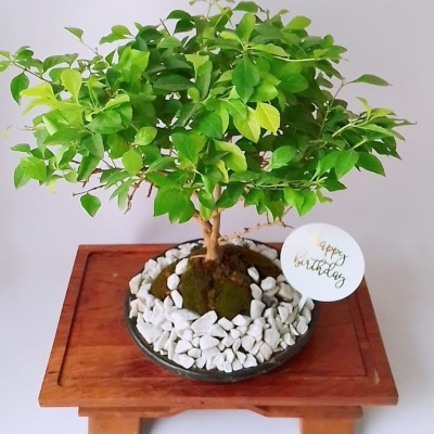 Planta 1 Planta 1
