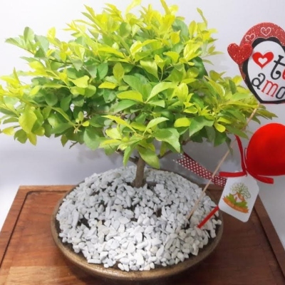 planta2 planta2