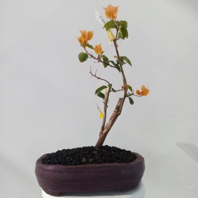 planta3 planta3
