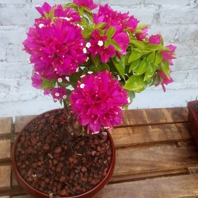 planta4 planta4