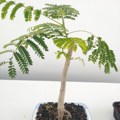 Bonsai Bonsai
