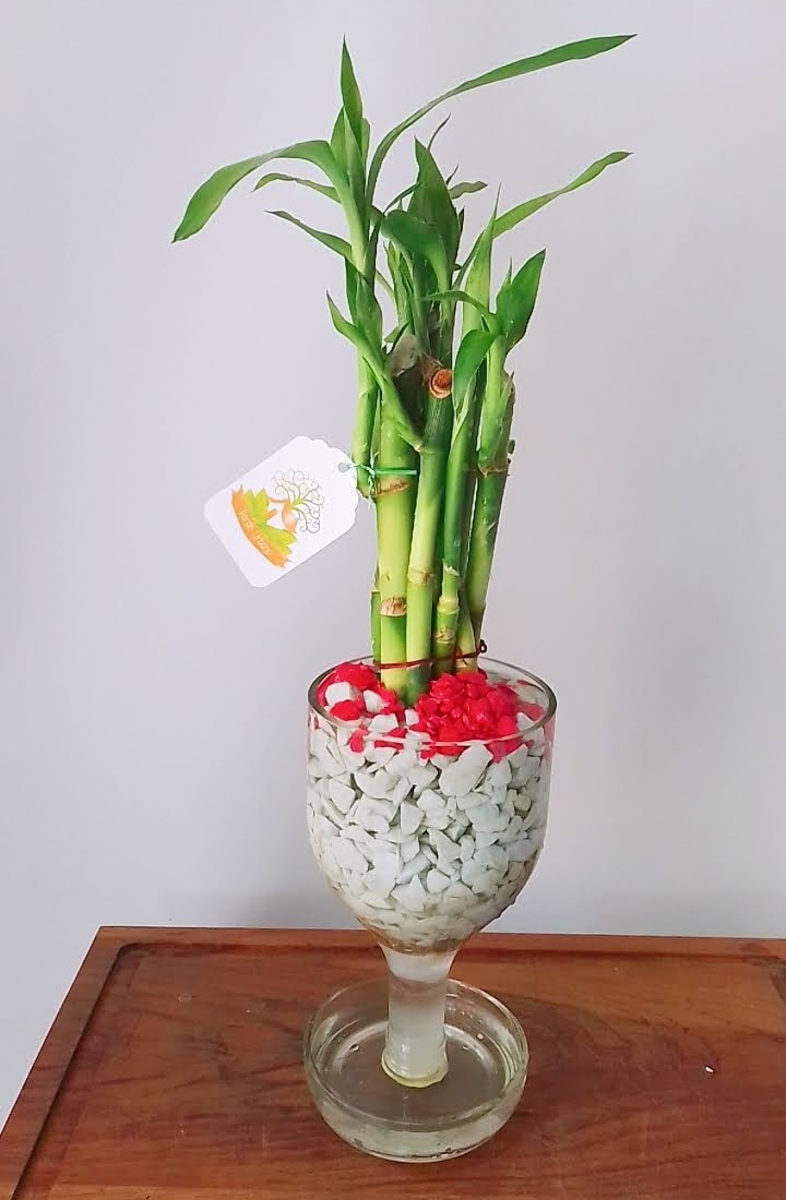 Bonsai
